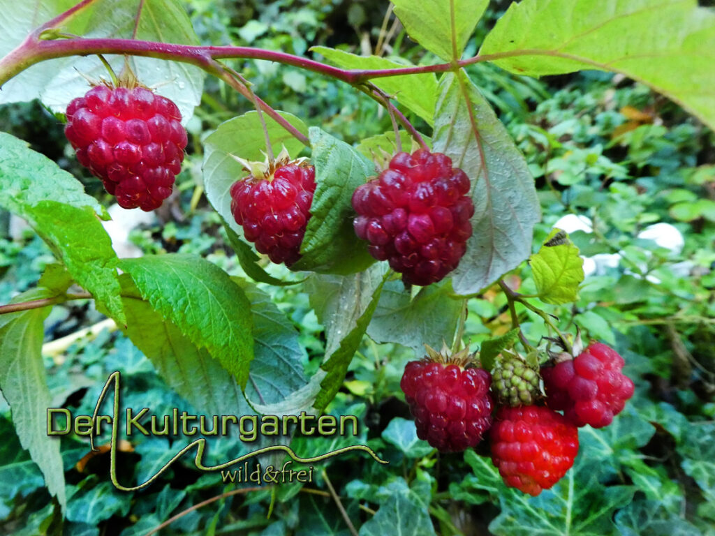 Himbeeren