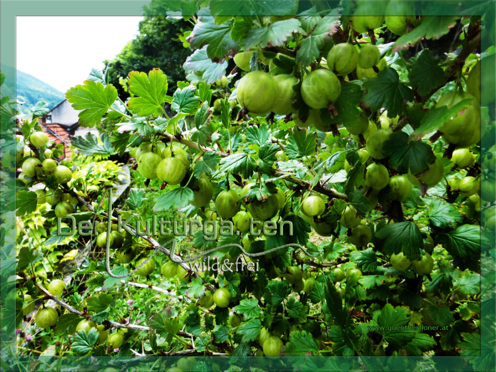 Stachelbeeren