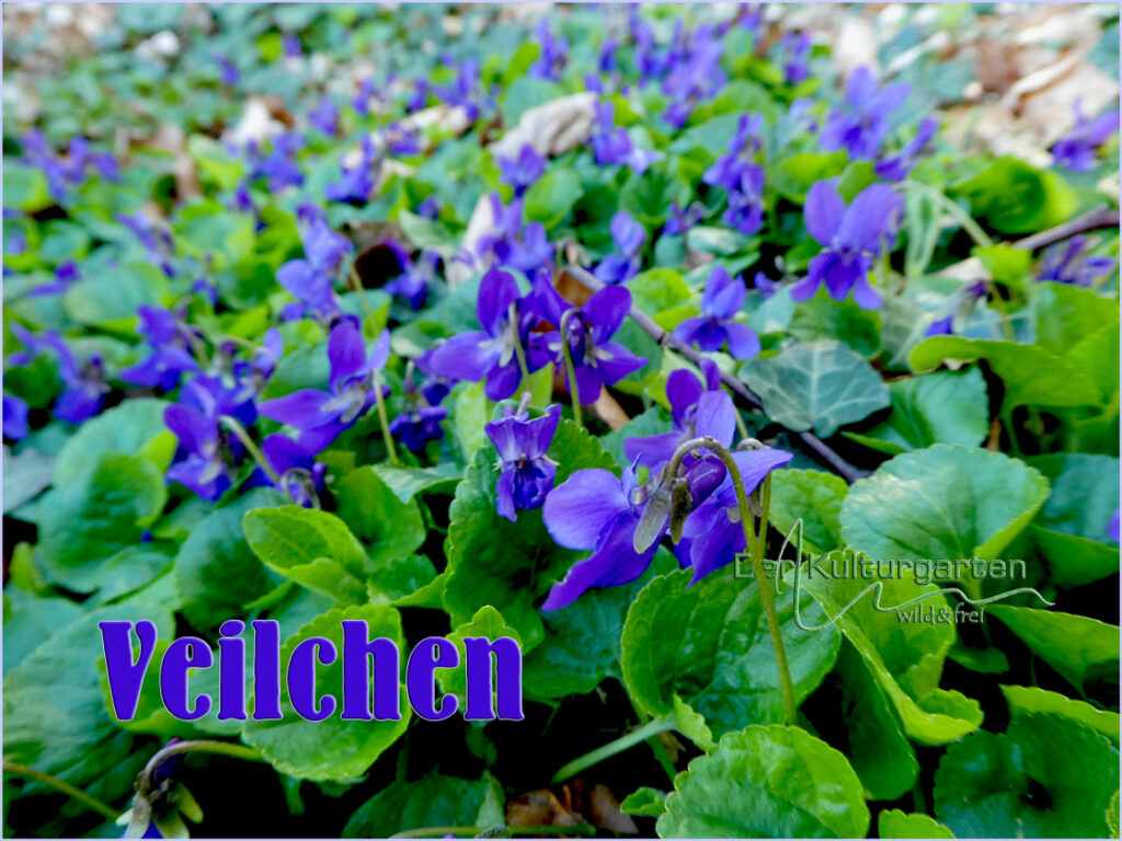 Veilchenherde im Kulturgarten wild und frei
