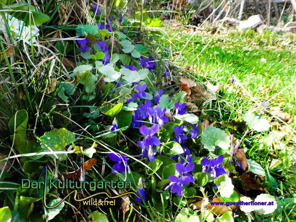 Blumen und Kräuter - Veilchen