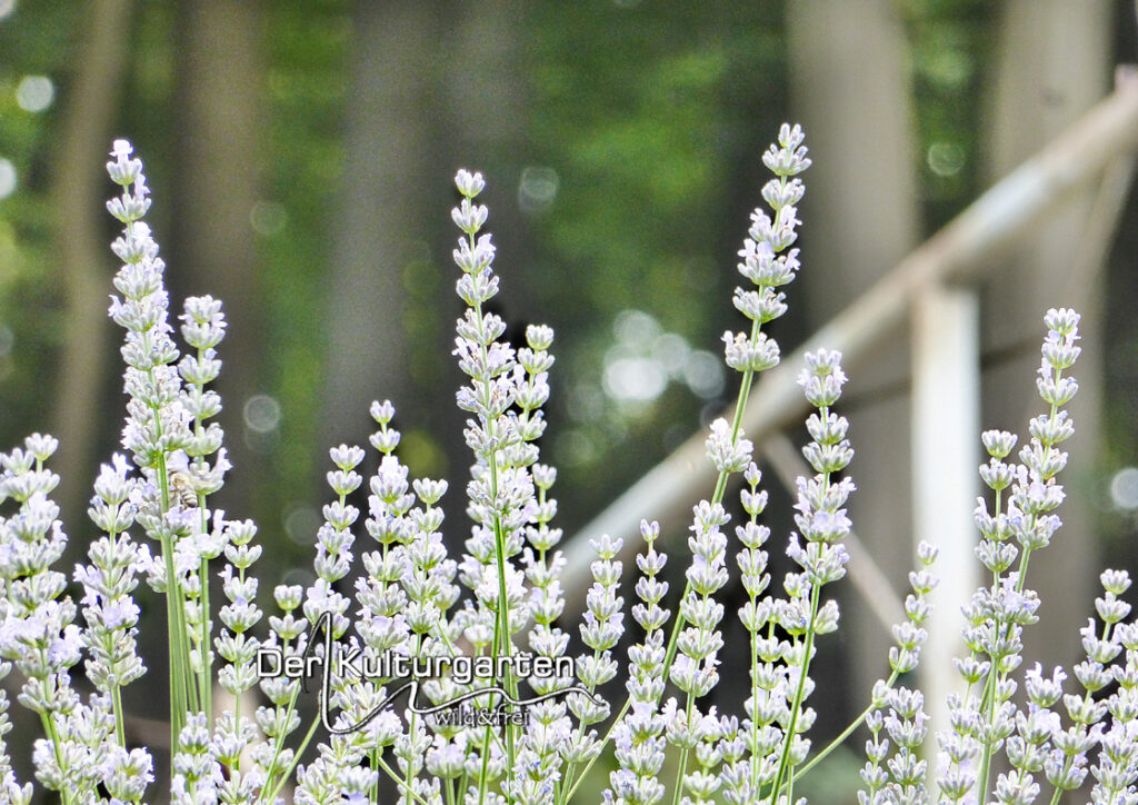Blumen und Kräuter - Lavendel