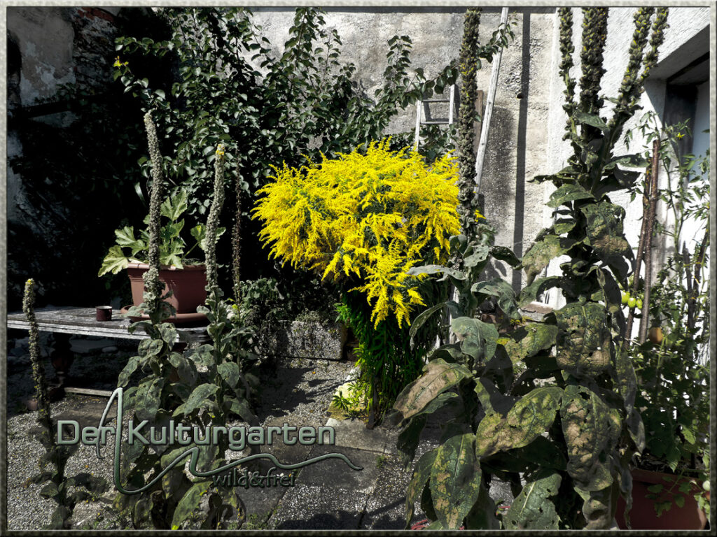 Kanadische Goldrute im Marillenhof