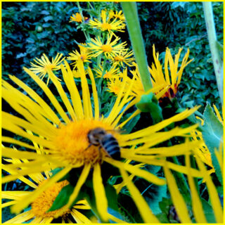 Alant - Blütenmeer mit Bienen