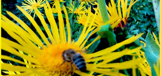 Alant - Blütenmeer mit Bienen