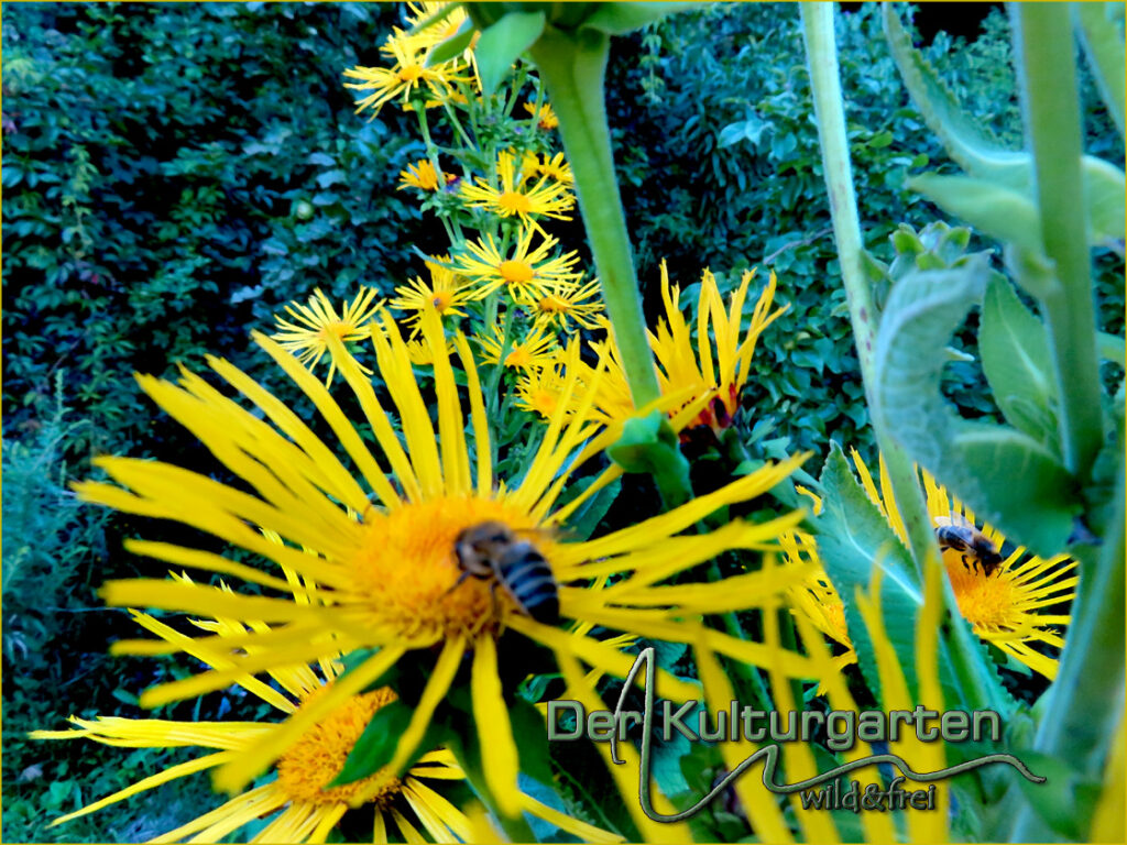 Alantblüten mit Bienen