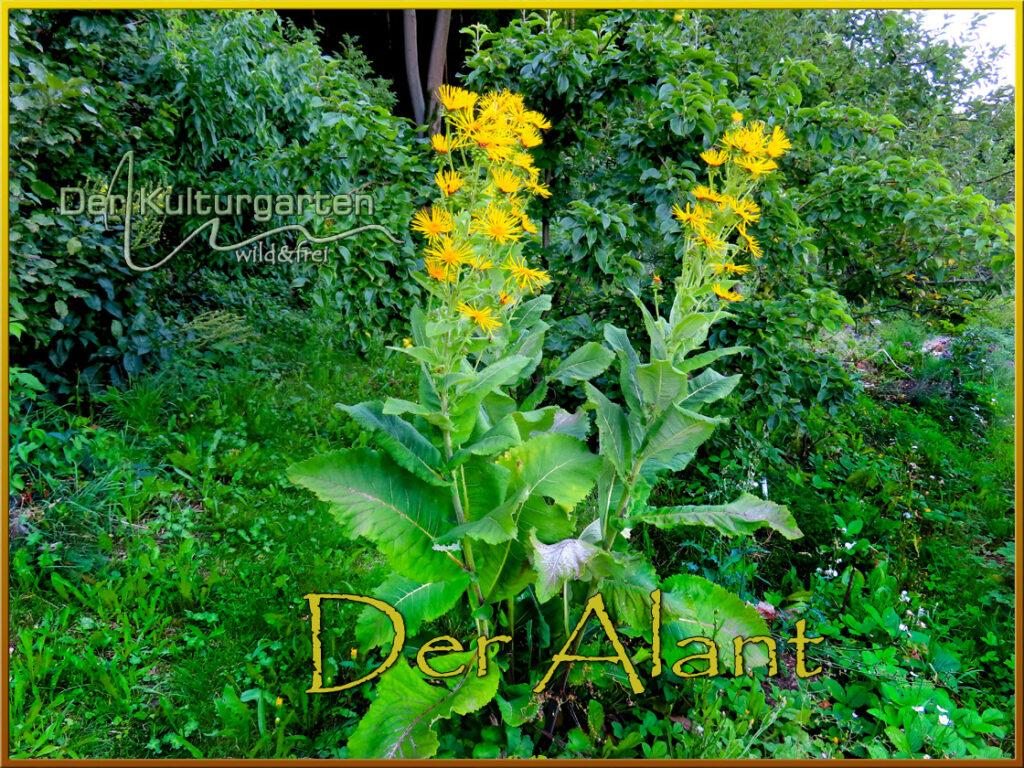 Der Alant im Kulturgarten wild und frei