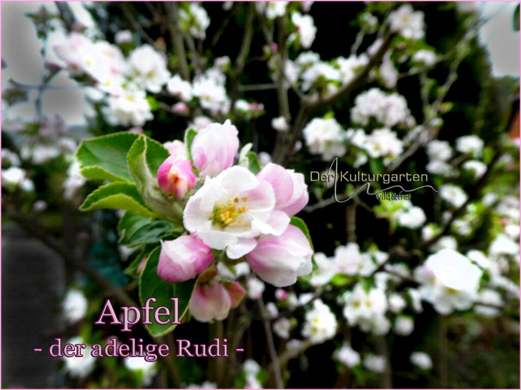 Apfelblüte im Kulturgarten wild und frei