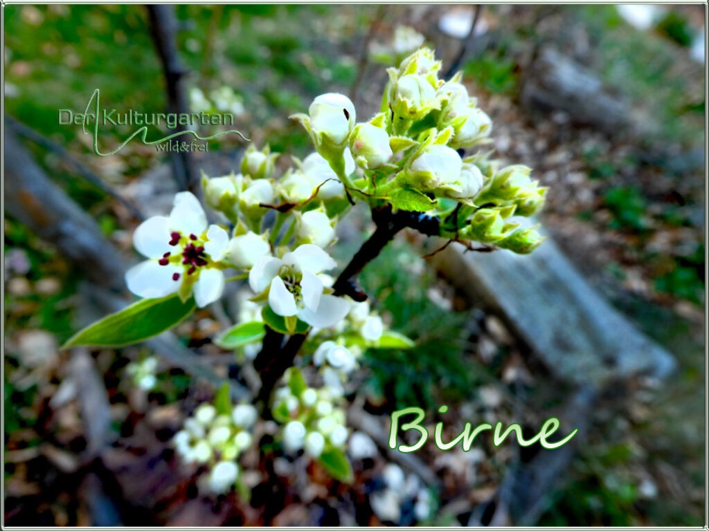 Birnenblüte im Kulturgarten wild und frei