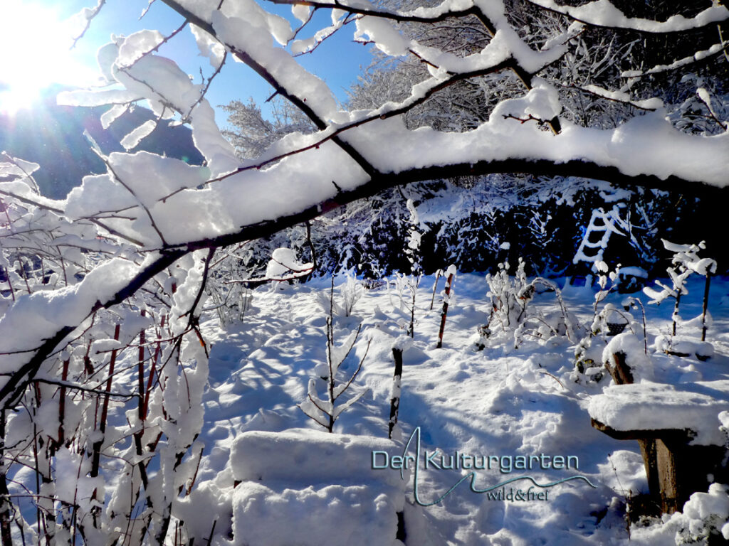 Winter im Kulturgarten wild und frei - Schneelicht.
