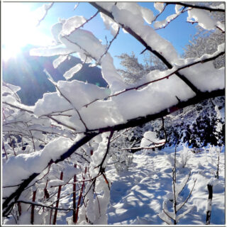 Der Kulturgarten wild und frei - Schneelicht