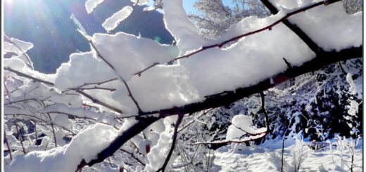 Der Kulturgarten wild und frei - Schneelicht