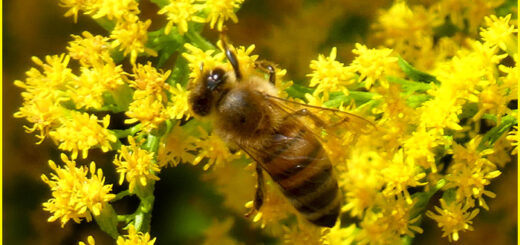 Kanadisch Ggoldrute mit Biene