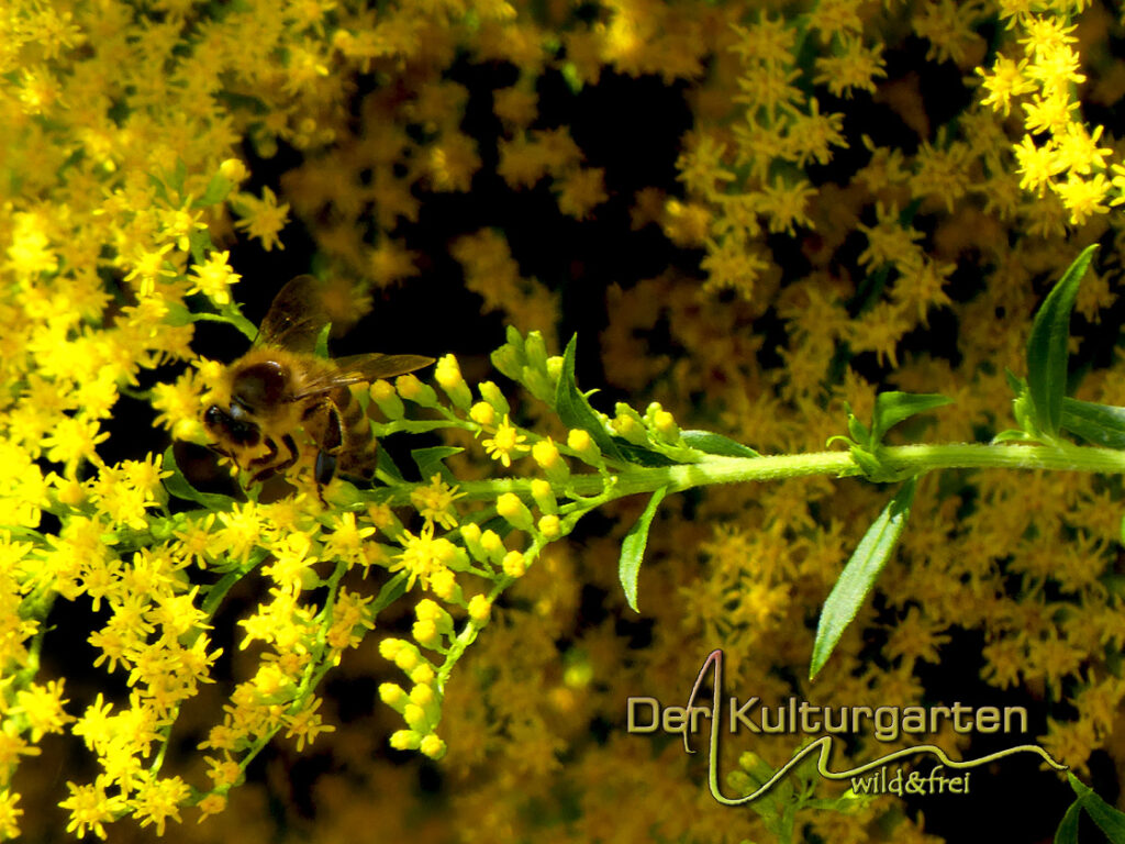 Kanadische Goldrute - Ein Leckerbissen