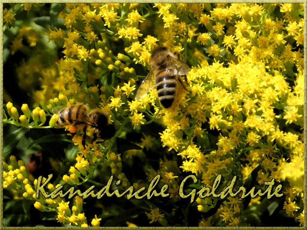 Kanadische Goldrute und die Bienen