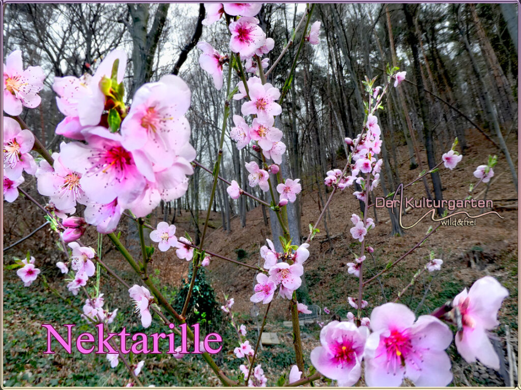 Nektarillenblüte im Kulturgarten wild und frei