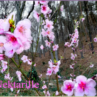 Nektarillenblüte im Kulturgarten wild und frei