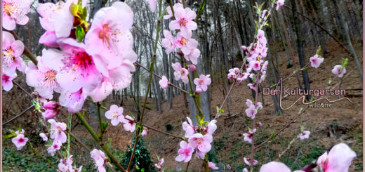 Nektarillenblüte im Kulturgarten wild und frei