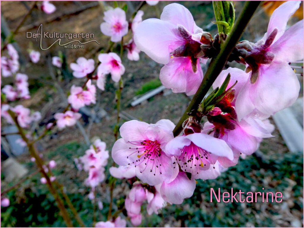 Nektarinenblüte im Kulturgarten wild und frei