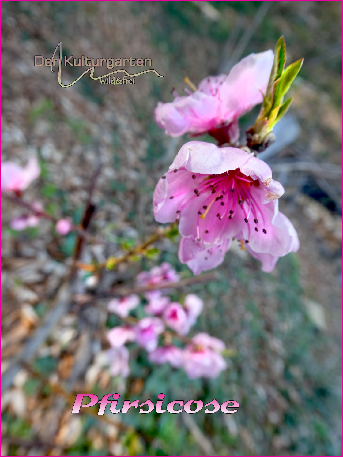Pfirsicosenblüte im Kulturgarten wild und frei