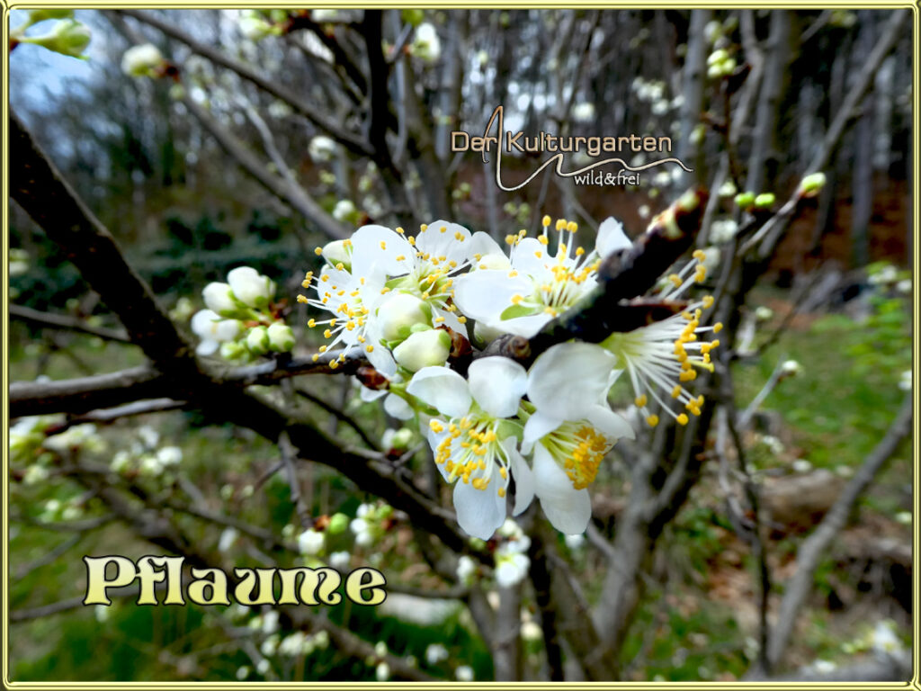Pflaumenblüte im Kulturgarten wild und frei