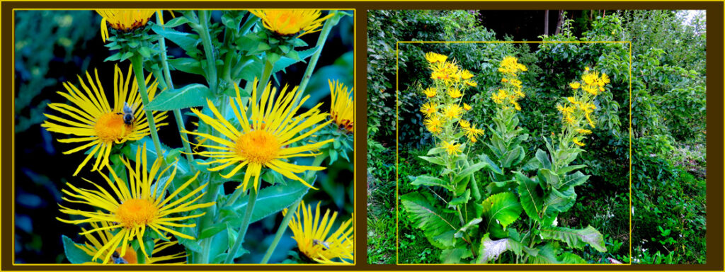 pictureline01 - Der Alant im Kulturgarten wild und frei