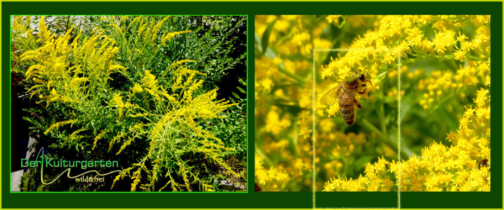 pictureline01 Kanadische Goldrute