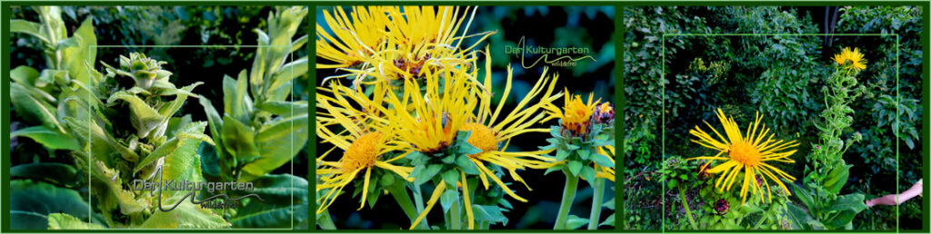 pictureline02 - Der Alant im Kulturgarten wild und frei