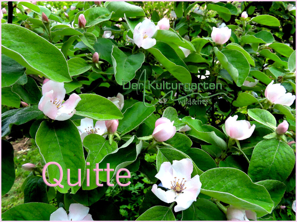 Quittenblüte im Kulturgarten wild und frei