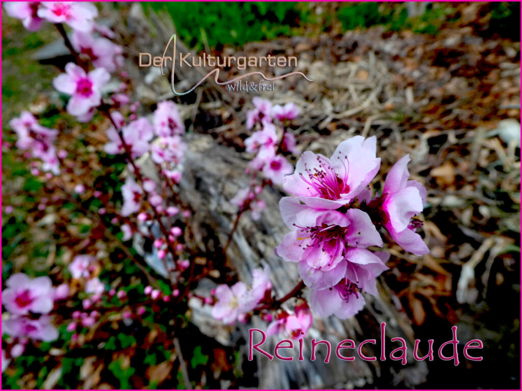 Reineclaudenblüte im Kulturgarten wild und frei