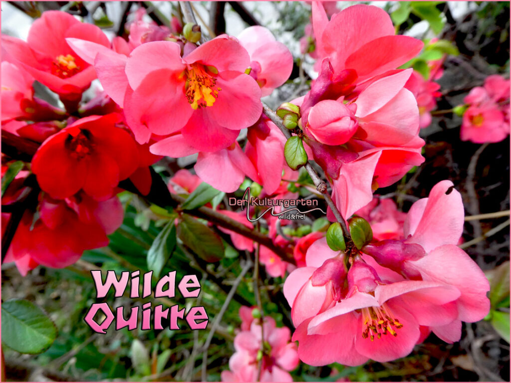 Wilde Quittenblüte im Kulturgarten wild und frei