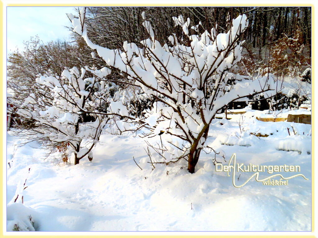 Winter im Kulturgarten wild und frei - Die Pflaume und der Ringlottenbaum