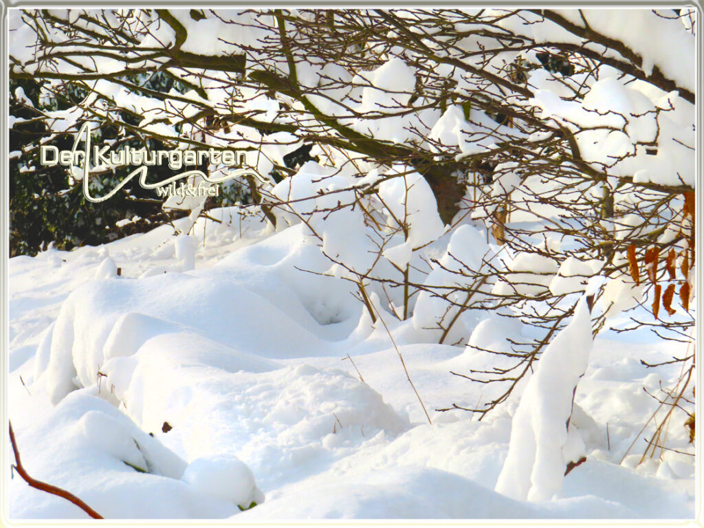 .Winter im Kulturgarten wild und frei - Und trotzdem, die Vögel spüren schon die Frühlingswärme