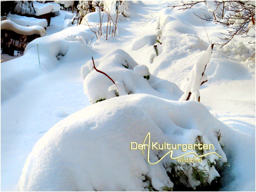 .Winter im Kulturgarten wild und frei - Der wohltätige Salbeistrauch ruht sich nur kurz aus