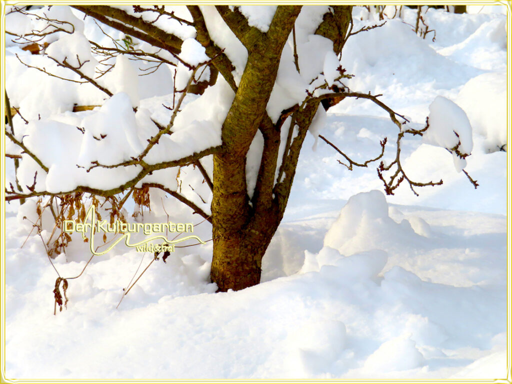 .Winter im Kulturgarten wild und frei - In der Ruhe tritt er zutage, der Kreislauf des Seins