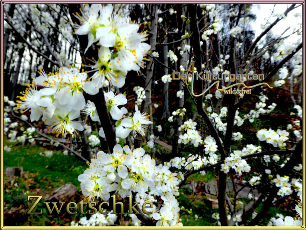 Zwetschkenblüte im Kulturgarten wild und frei
