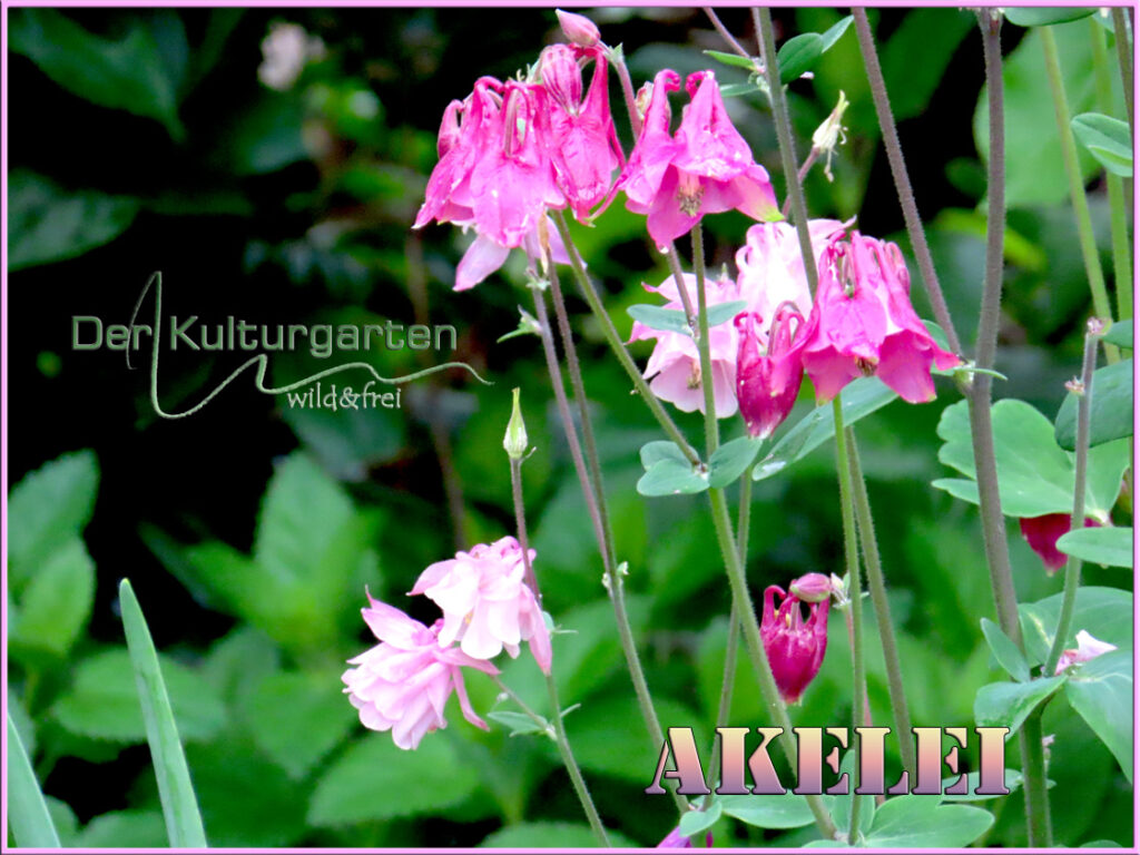 Akelei - Rosa Blüten