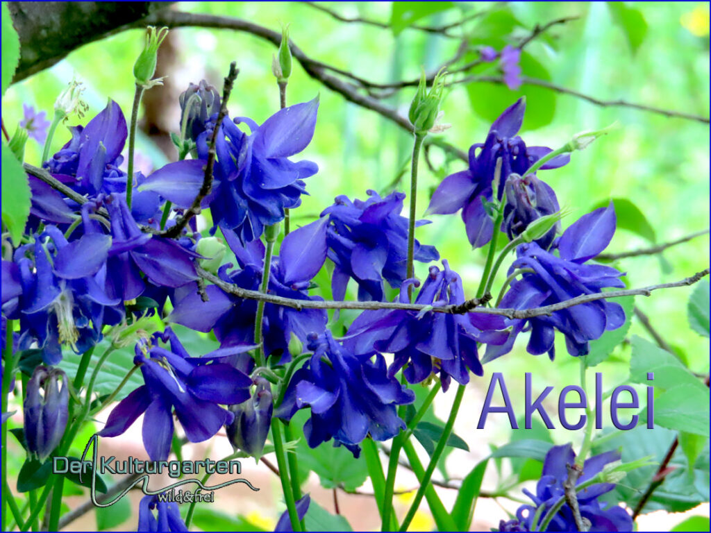 Akelei - In Dunkelblau