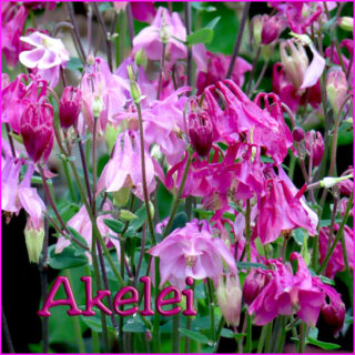 Akelei