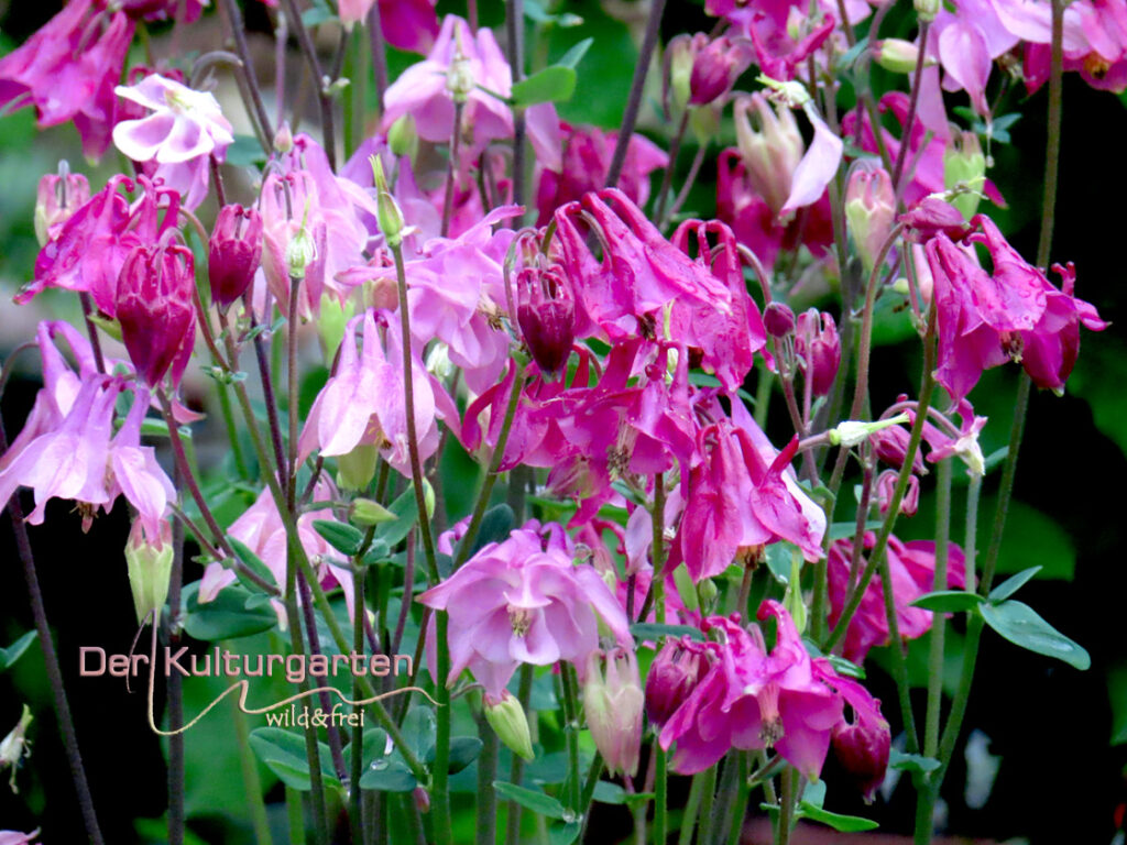 Akelei - Die Rosa Großfamilie