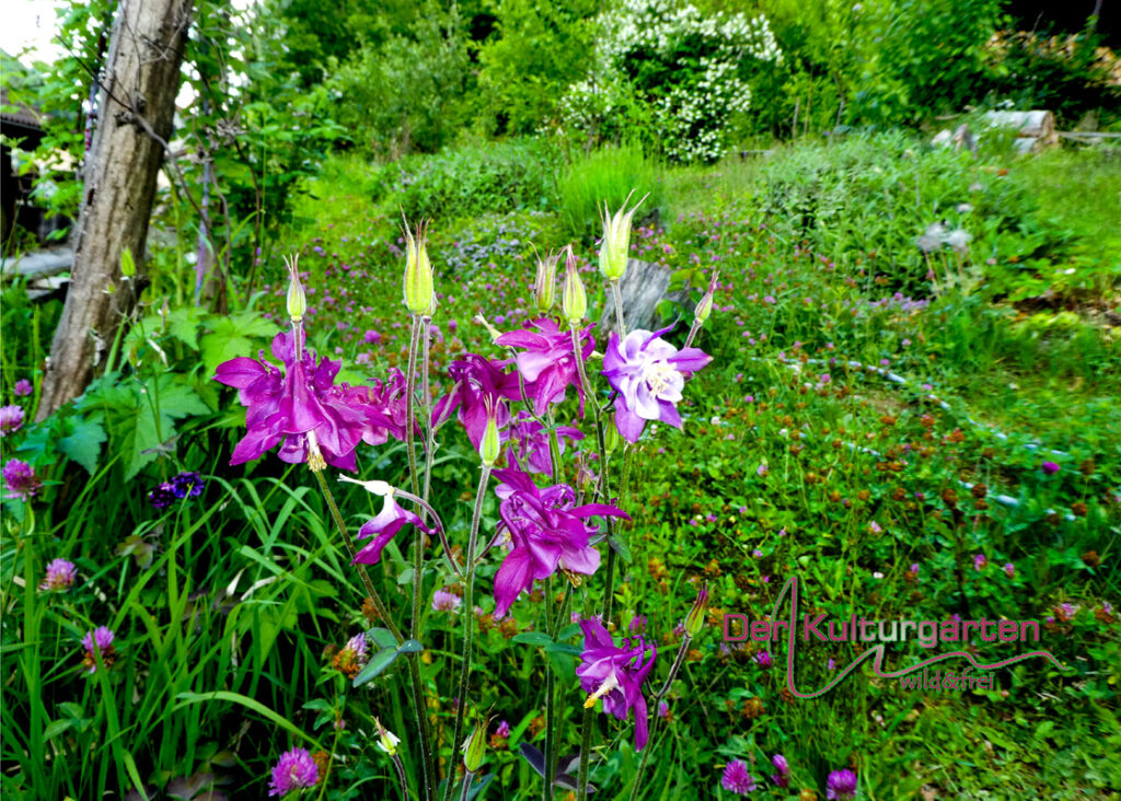 Akelei im Kulturgarten wild und frei