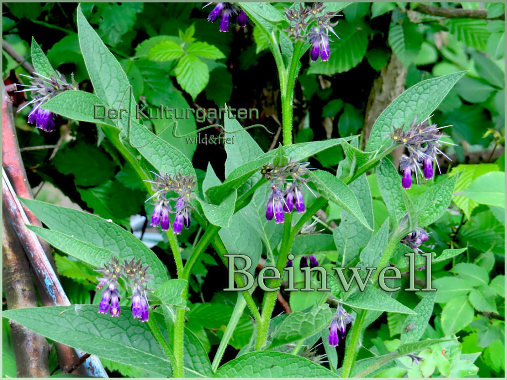 Beinwell im Kulturgarten wild und frei