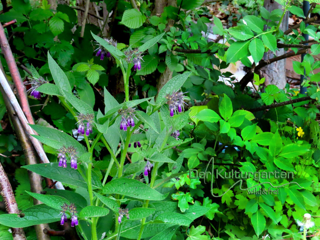 Beinwell - Der Knochenheiler