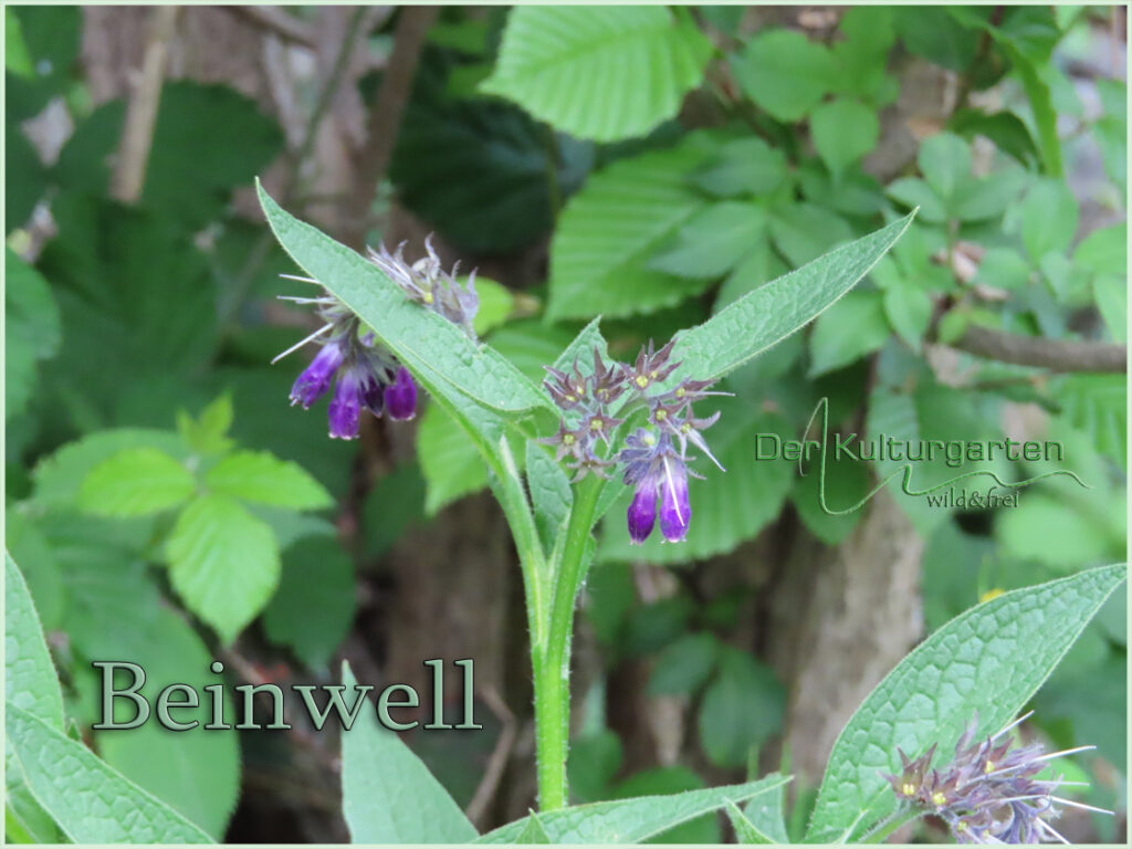 Beinwell - Lila Blüten