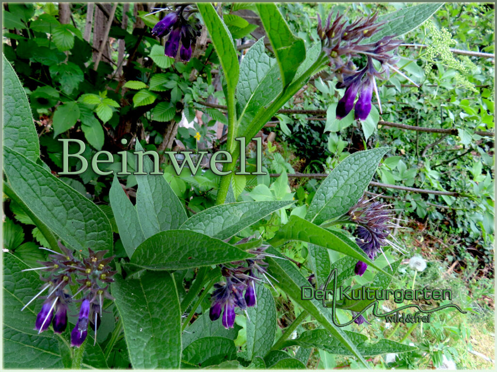 Beinwell unter dem Hollerbusch