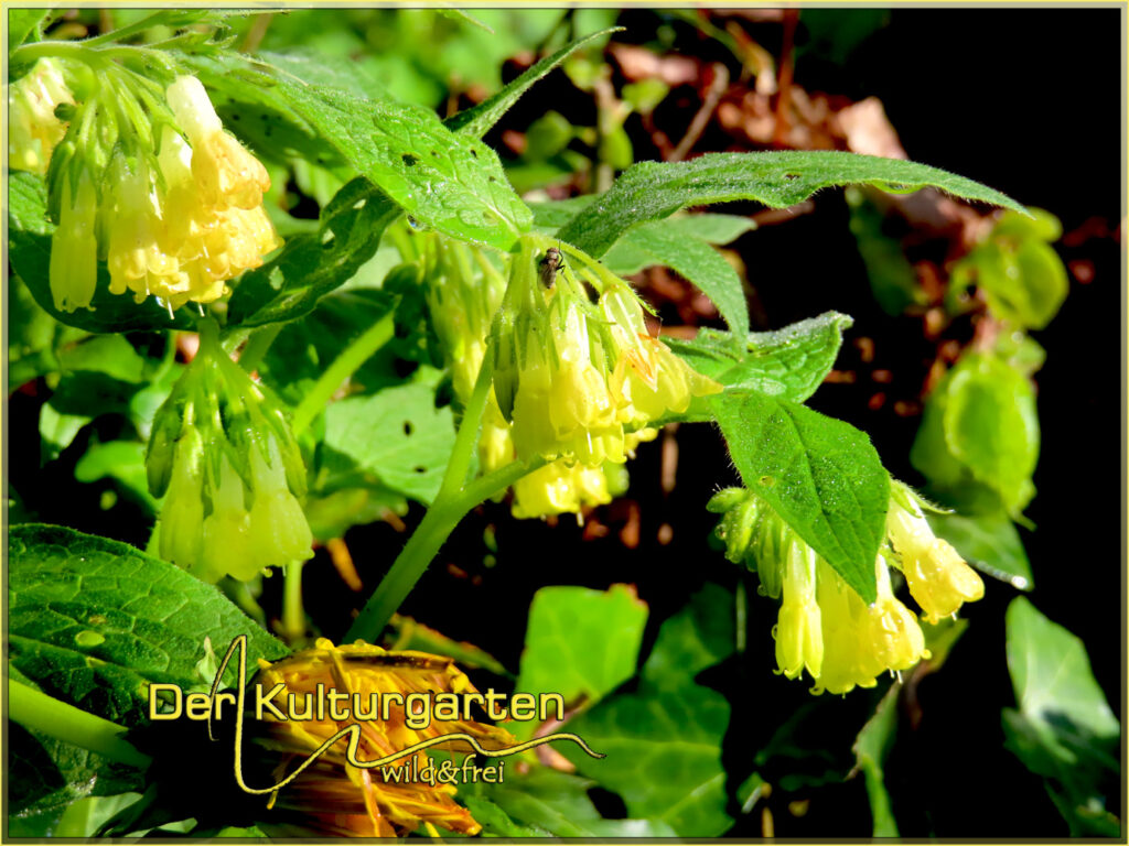 Beinwell - Gelbe Blüten