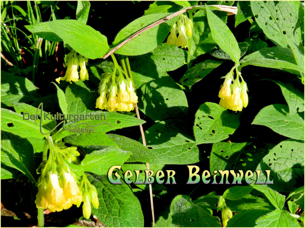 Beinwellfamilie in Gelb