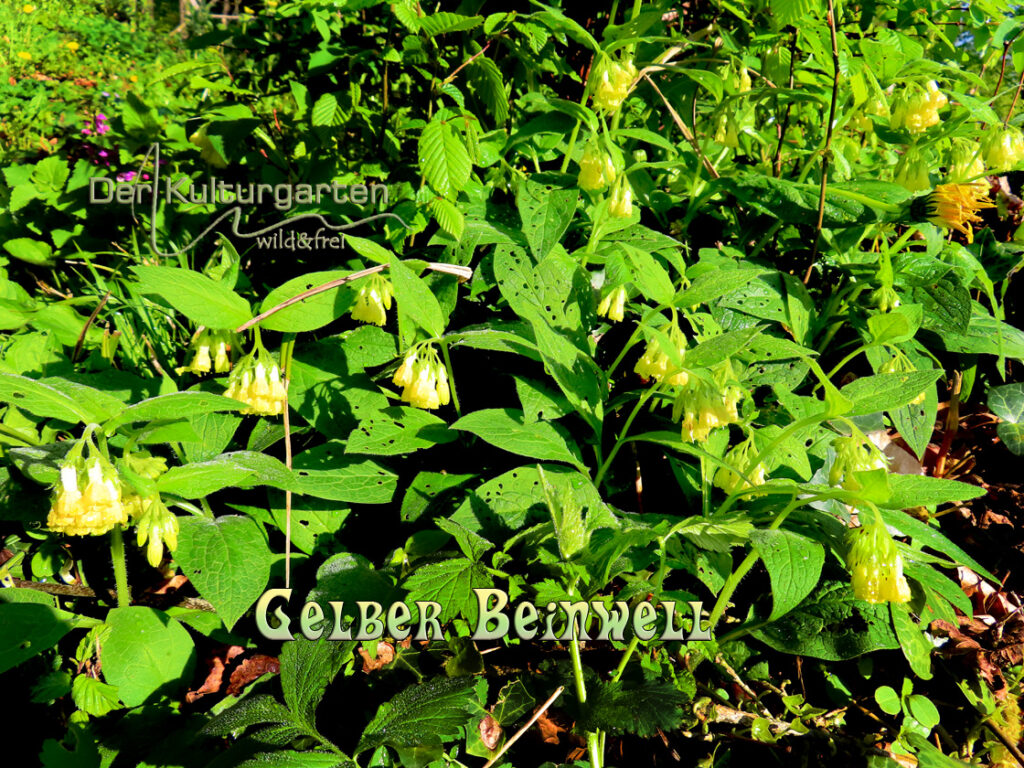 Beinwell - Im Schutz des Maibeerenstrauchs