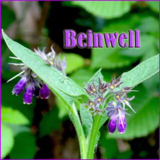 Beinwell
