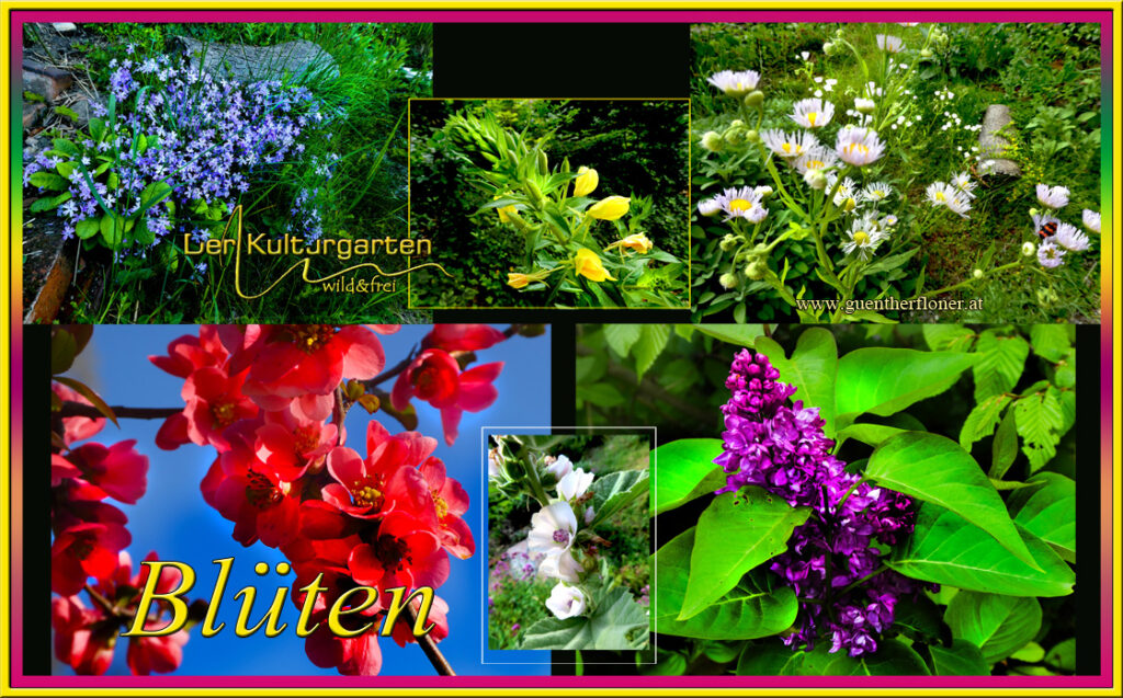 Blüten im Kulturgarten wild und frei - Bildertafel