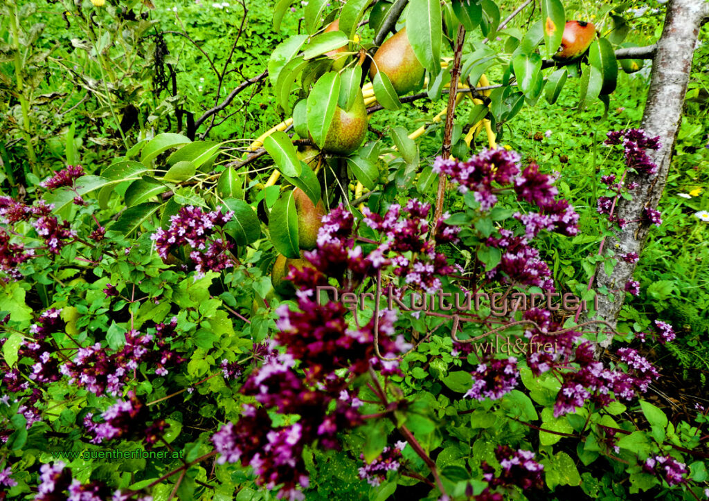 Dost - Unter dem Birnbaum